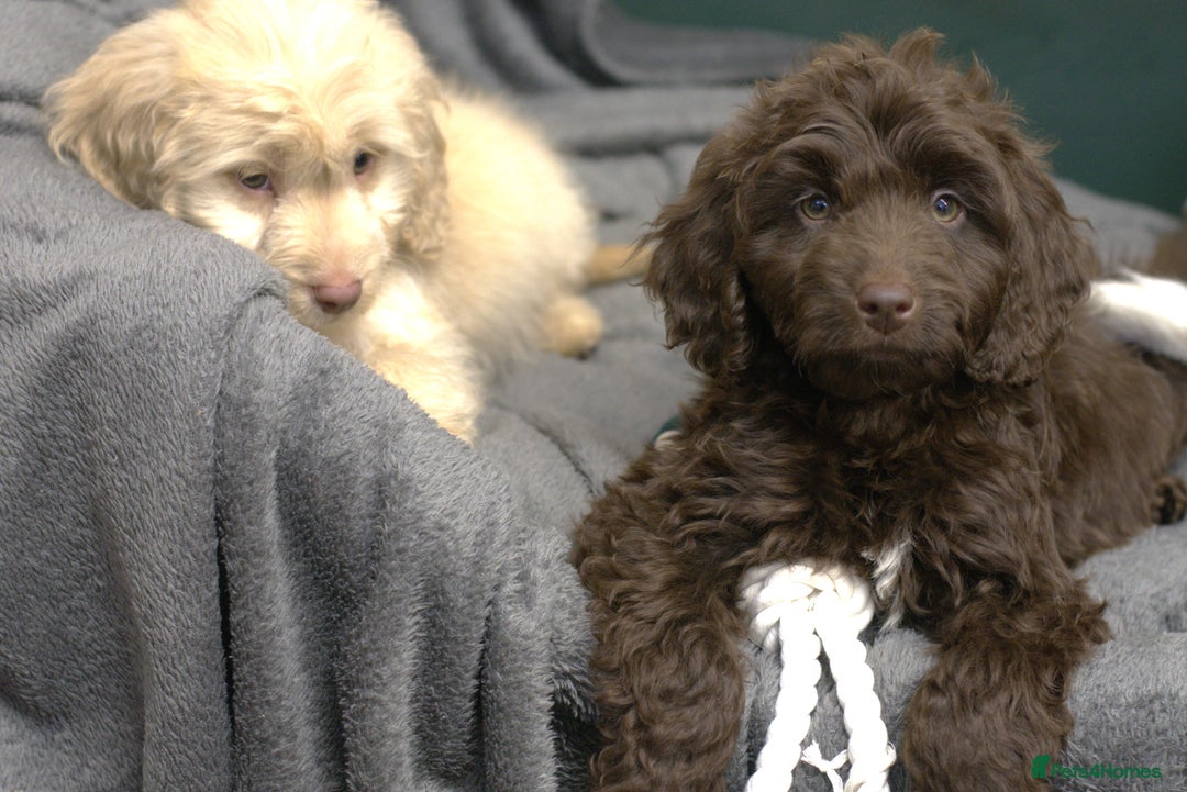 Cockapoo dogs for sale: F1 Cockapoo Puppies  - Image 4