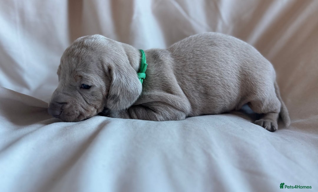 Miniature Dachshund dogs for sale: KC Registered Miniature Dachshunds - Advert 5