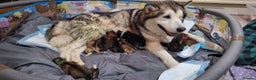 Mixed Breed dogs for sale: 10 Alaskan Shepherds for sale - Advert 3