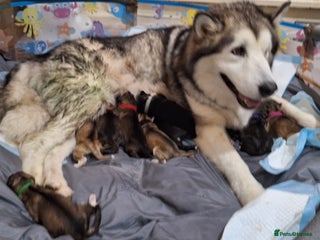 Mixed Breed dogs 10 Alaskan Shepherds for sale - Advert 2