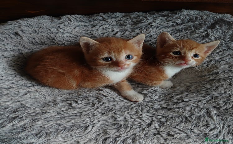 Mixed Breed cats - Advert 7