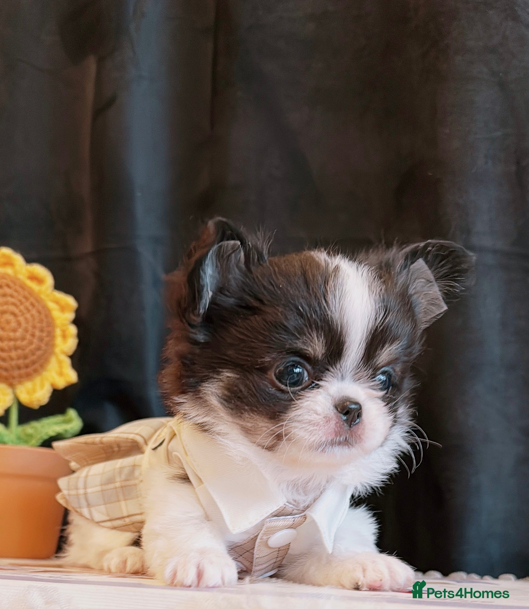 Chihuahua dogs Long haired chihuahuas  - Advert 3