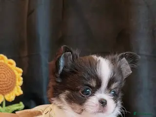 Chihuahua dogs Long haired chihuahuas - Advert 4