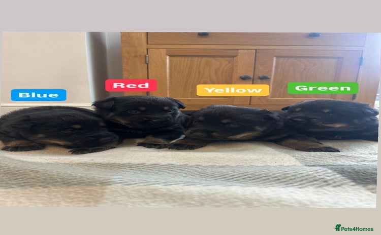 Mixed Breed dogs 4 Beautiful Hybrid German Shepherd/Rotti puppies - Advert 8