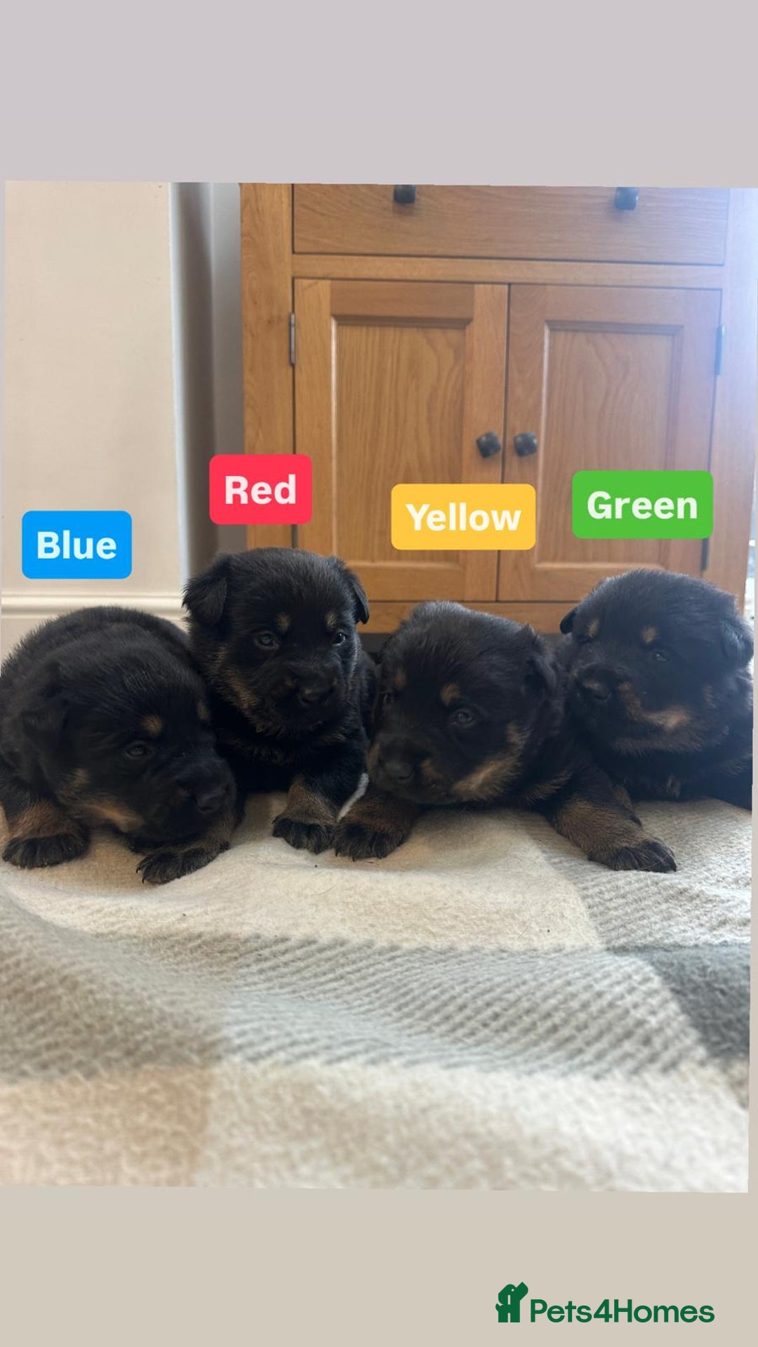 Mixed Breed dogs for sale: 4 Beautiful Hybrid German Shepherd/Rotti puppies - Advert 1