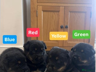 Mixed Breed dogs 4 Beautiful Hybrid German Shepherd/Rotti puppies - Advert 15