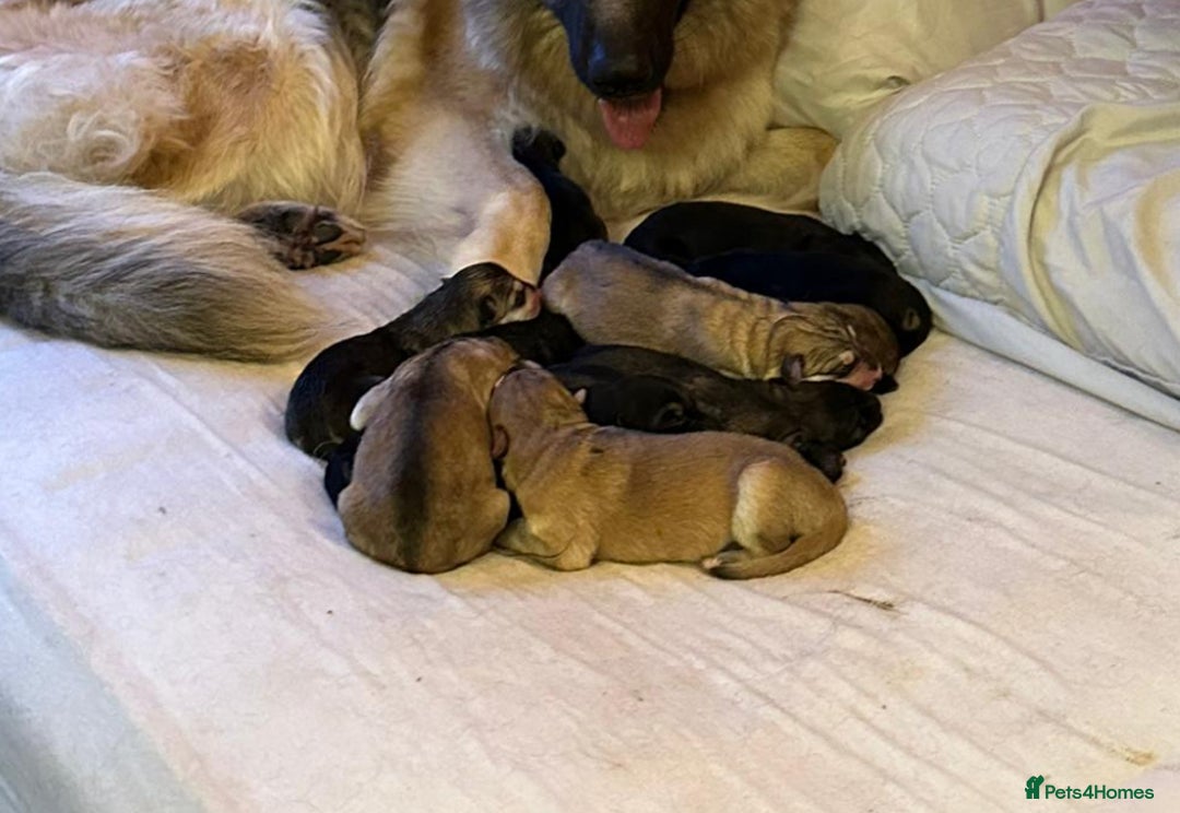 German Shepherd dogs for stud: KC sable male for stud  in Birmingham - Image 18
