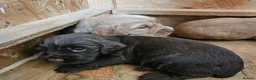 Cocker Spaniel dogs for sale: KC Cocker Spaniel-Black and Golden Boys Available in Settle - Advert 10