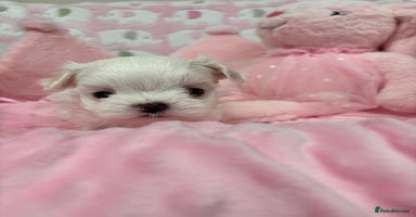 Maltese dogs - Advert 6