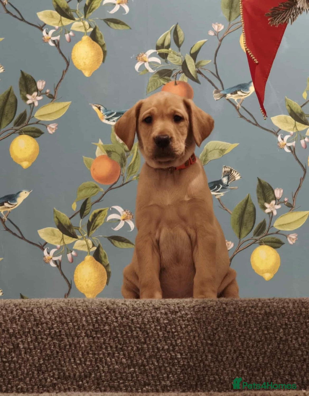 Labrador Retriever dogs KC Registered Fox Red and Yellow Labrador Puppies  - Advert 4