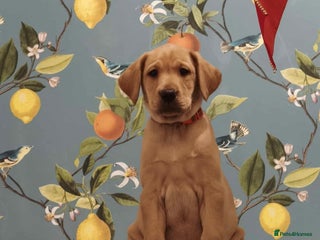 Labrador Retriever dogs KC Registered Fox Red and Yellow Labrador Puppies - Advert 3