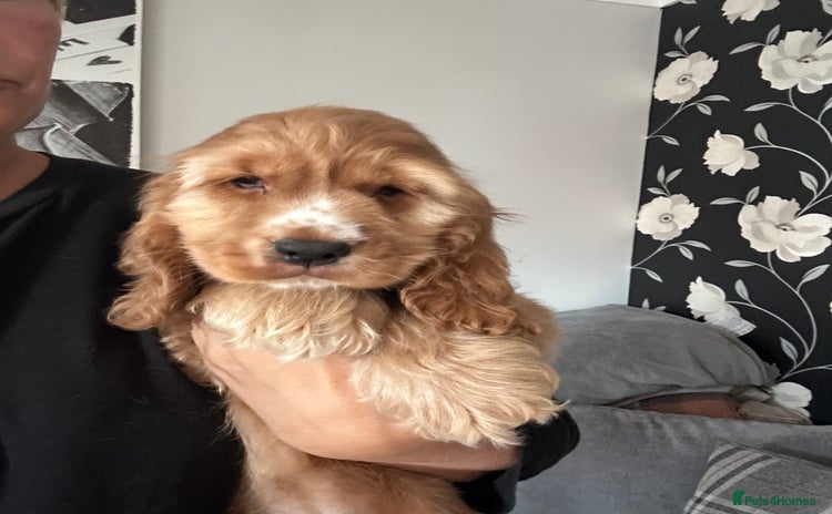 Cocker Spaniel dogs - Advert 11