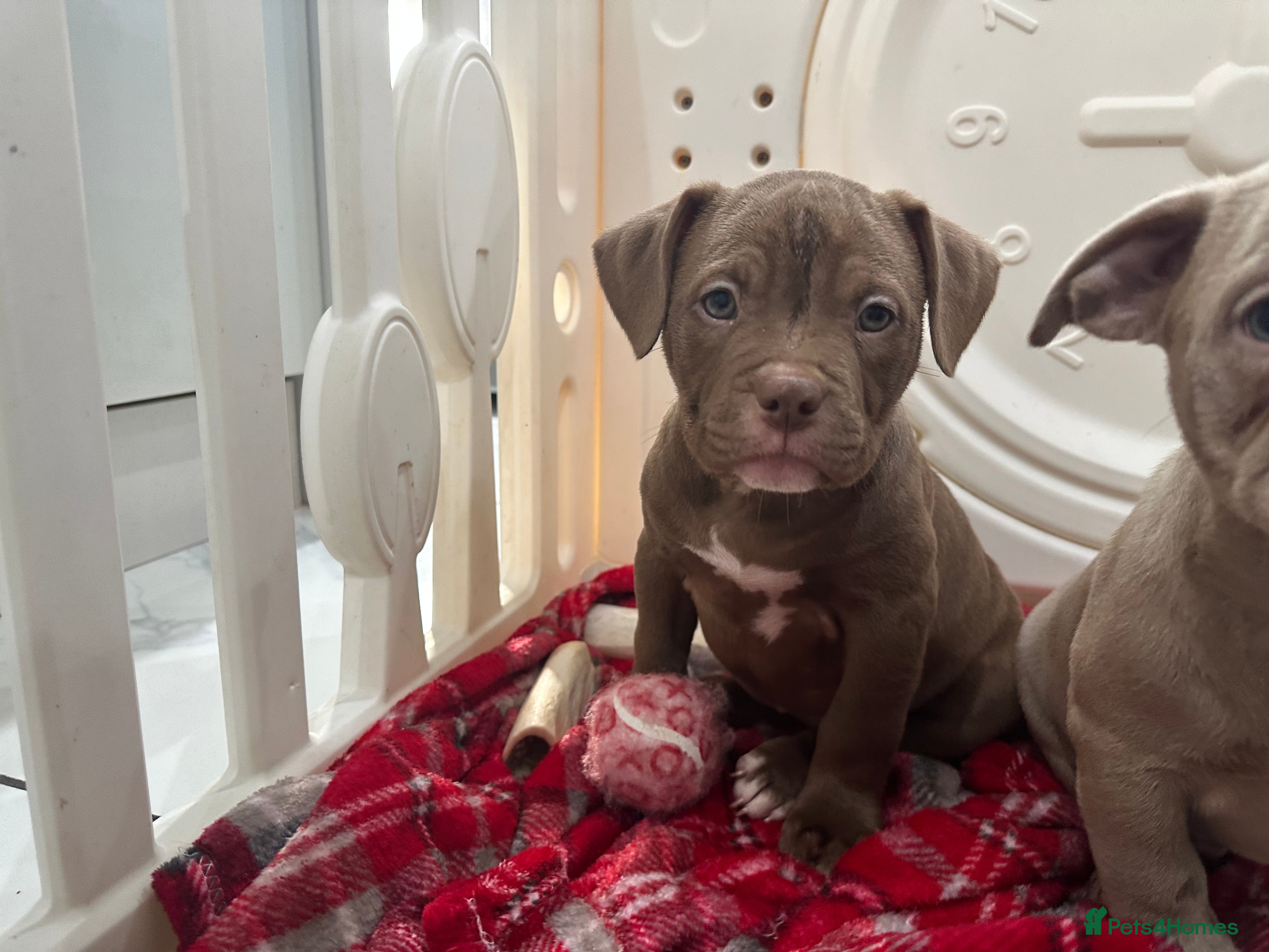 American Bully dogs Ready Now Male & Female Pocket bully import lines - Advert 5