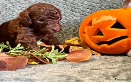 Miniature Poodle dogs for sale: Beautiful Miniature Poodle pups  - Image 2