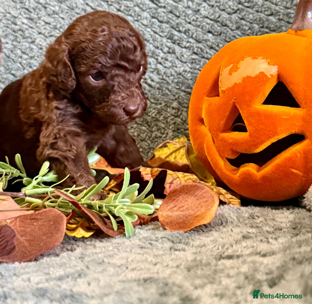 Miniature Poodle dogs for sale: Beautiful Miniature Poodle pups  - Image 2