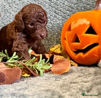 Miniature Poodle dogs - Advert 3