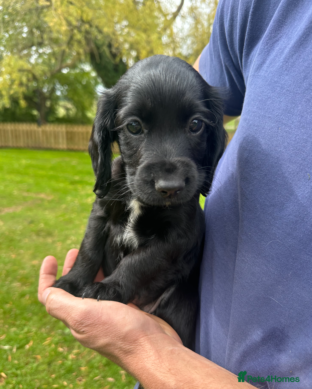 Cocker Spaniel dogs for sale: Cocker Spaniel Puppies - Image 7