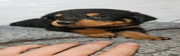 Rottweiler dogs for sale: Gorgeous rottweiler pups - Advert 12