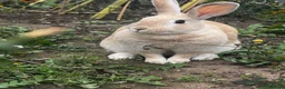Mixed Breed rodents for sale: 2x rabbits  in Redcar - Advert 3