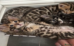Bengal cats for sale: Silver Charcoal and Brown rosetted Bengal kittens  - Image 4