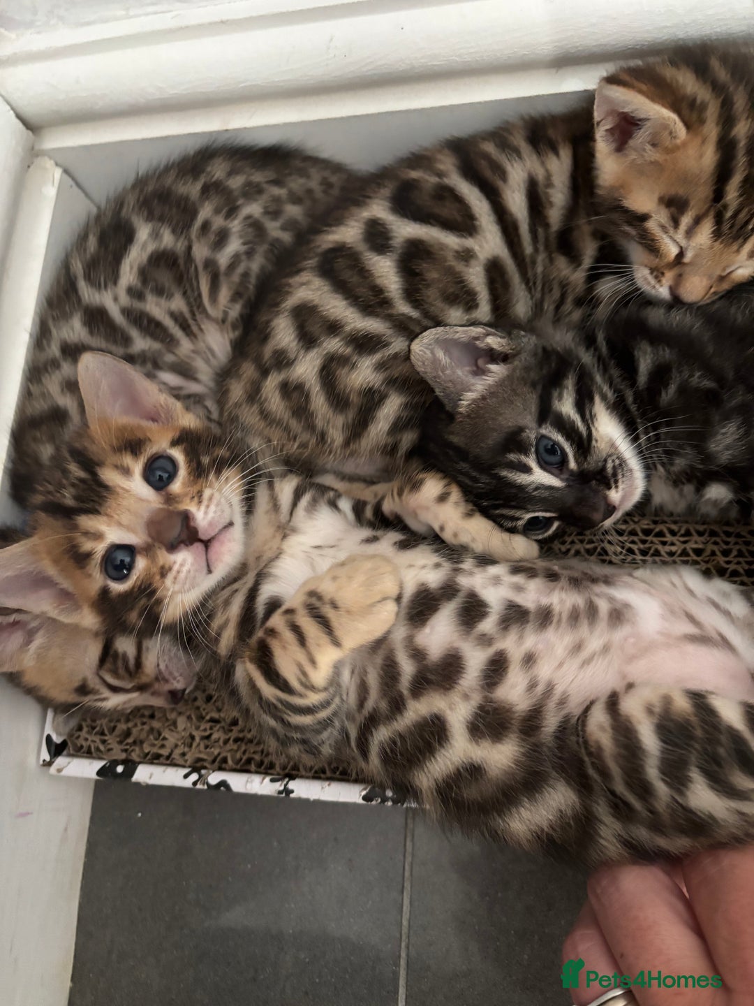 Bengal cats for sale: Silver Charcoal and Brown rosetted Bengal kittens  - Image 4
