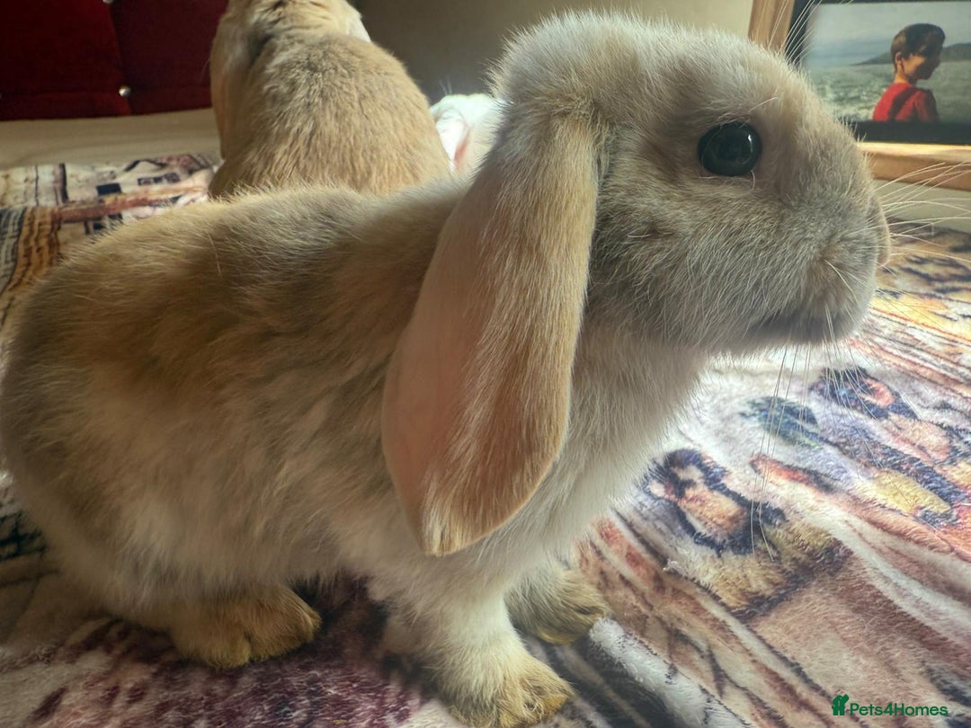 English Lop rabbits for sale: 4 Cute friendly lop bunnies - Image 10