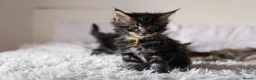 Maine Coon cats for sale: 3 Beautiful Russian import Maine coon kittens TICA - Advert 13