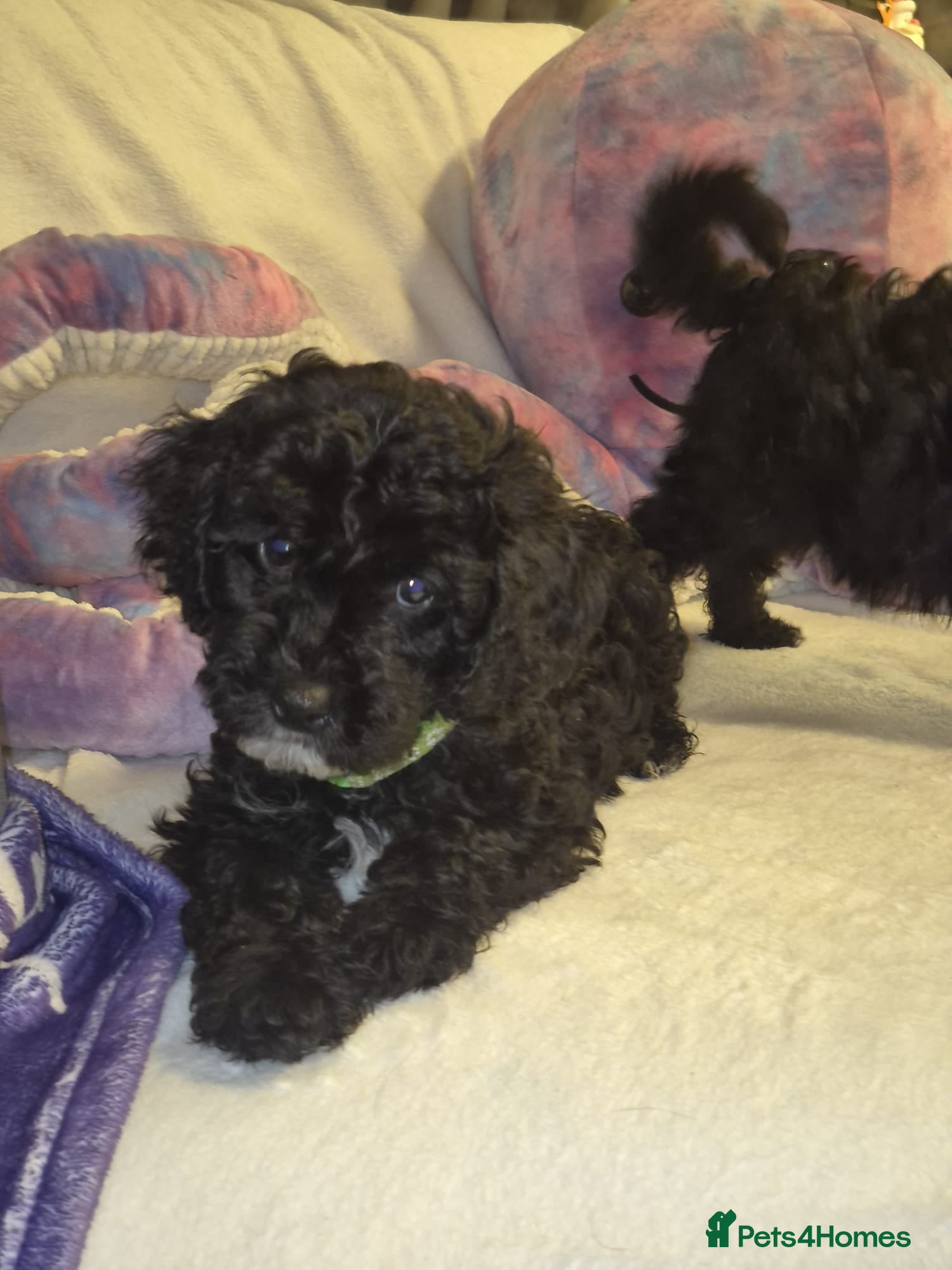 Lhasapoo dogs Ready to Leave Gorgeous Lhachon/Poodle - Advert 1