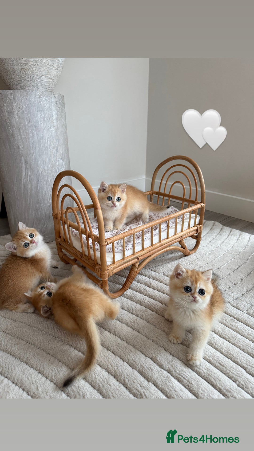 British Shorthair cats for sale: Golden British shorthair kittens - Advert 5