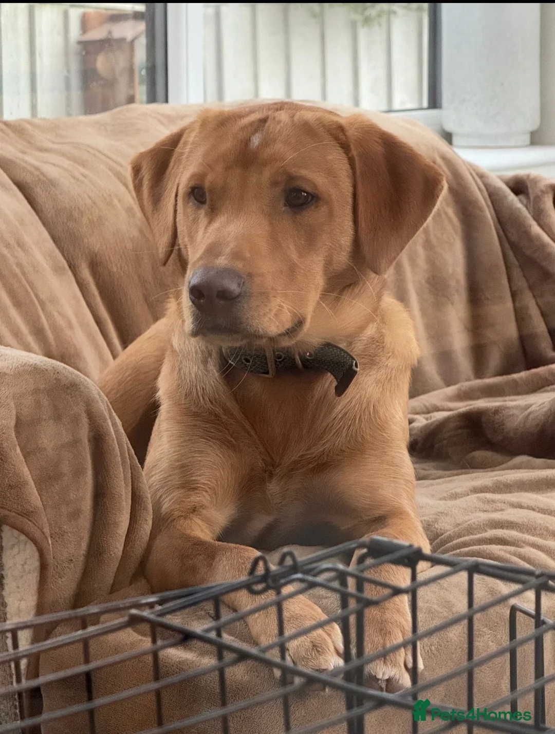 Labrador Retriever dogs for sale: Fox red Labrador for rehoming in Wolverhampton - Advert 2