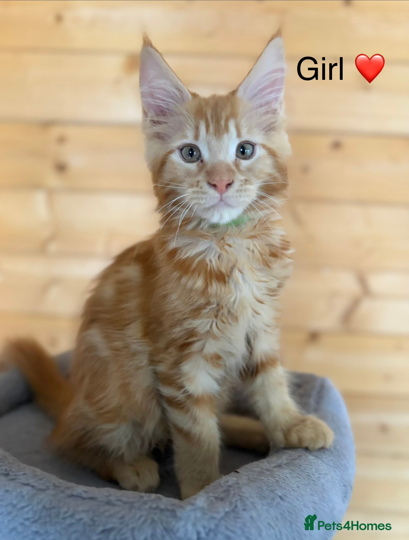 Maine Coon cats GCCF Registered beautiful kittens ❤️ - Advert 2