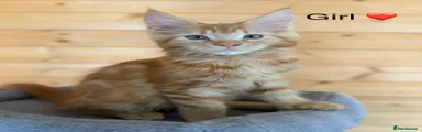 Maine Coon 5