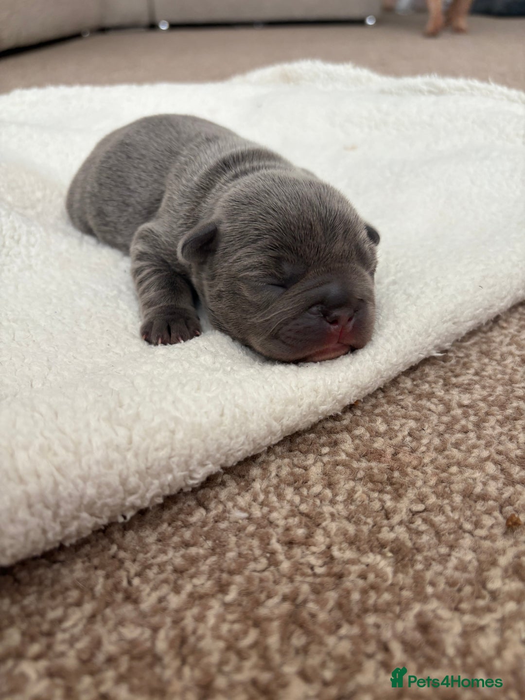 French Bulldog dogs for sale: 🌸 Frenchbulldog puppy 🌸 - Image 4