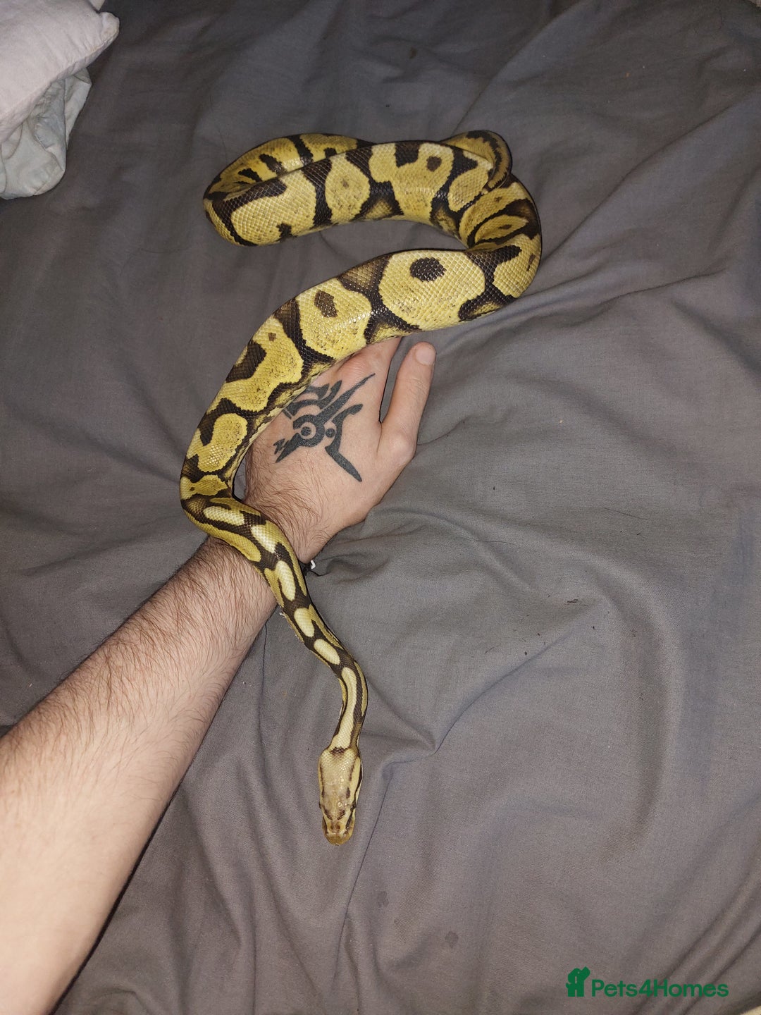 Python Snake reptiles for sale: Yellow belly python - Advert 2