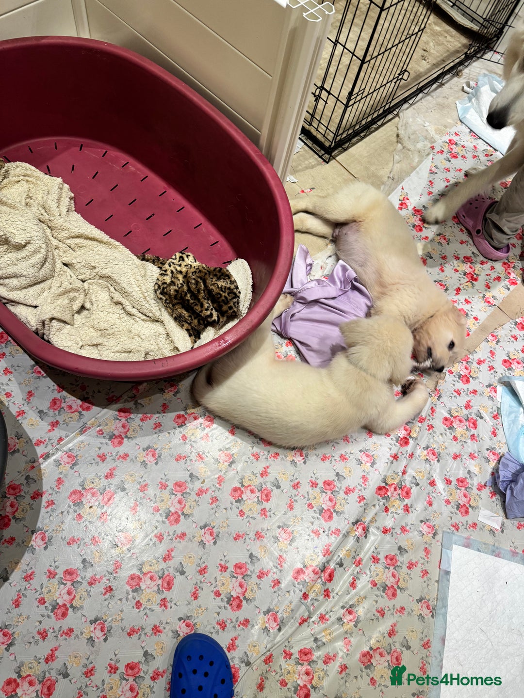 Golden Retriever dogs for sale: LAST 1 KC REG CHAMPIONSHIP BLOOD LINE CREAM  - Image 8