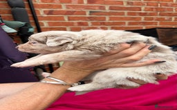 Border Collie dogs for sale: 6.5 weeks old collie puppies for sale  - Image 18