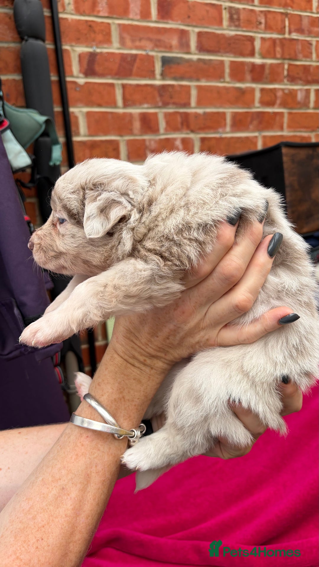 Border Collie dogs for sale: 6.5 weeks old collie puppies for sale  - Image 18