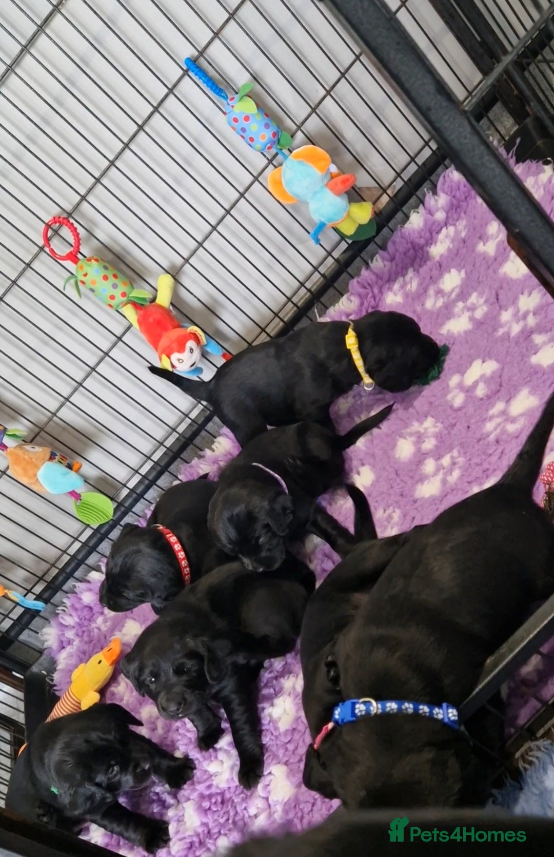 Cockerdor dogs for sale: 🐾FULL HEALTH TESTED BLACK COCKERDORS FOR SALE🐾 in Market Drayton - Image 14