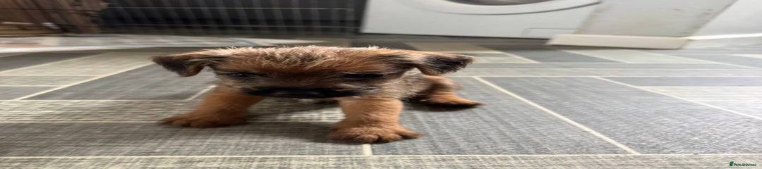 Mixed Breed Puppy 3