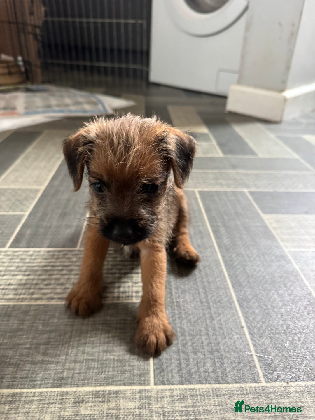 Mixed Breed dogs for sale: Border Terrier x Lakeland Terrier pups - Image 8
