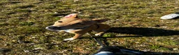 Mixed Breed dogs for sale: Rehome 11 month old greyhound x staffy  - Advert 7