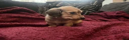 Miniature Dachshund dogs for sale: Exceptional long haired dachshund puppies - Advert 11