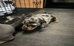 Miniature Dachshund dogs for sale: Miniature dachshund - Image 14