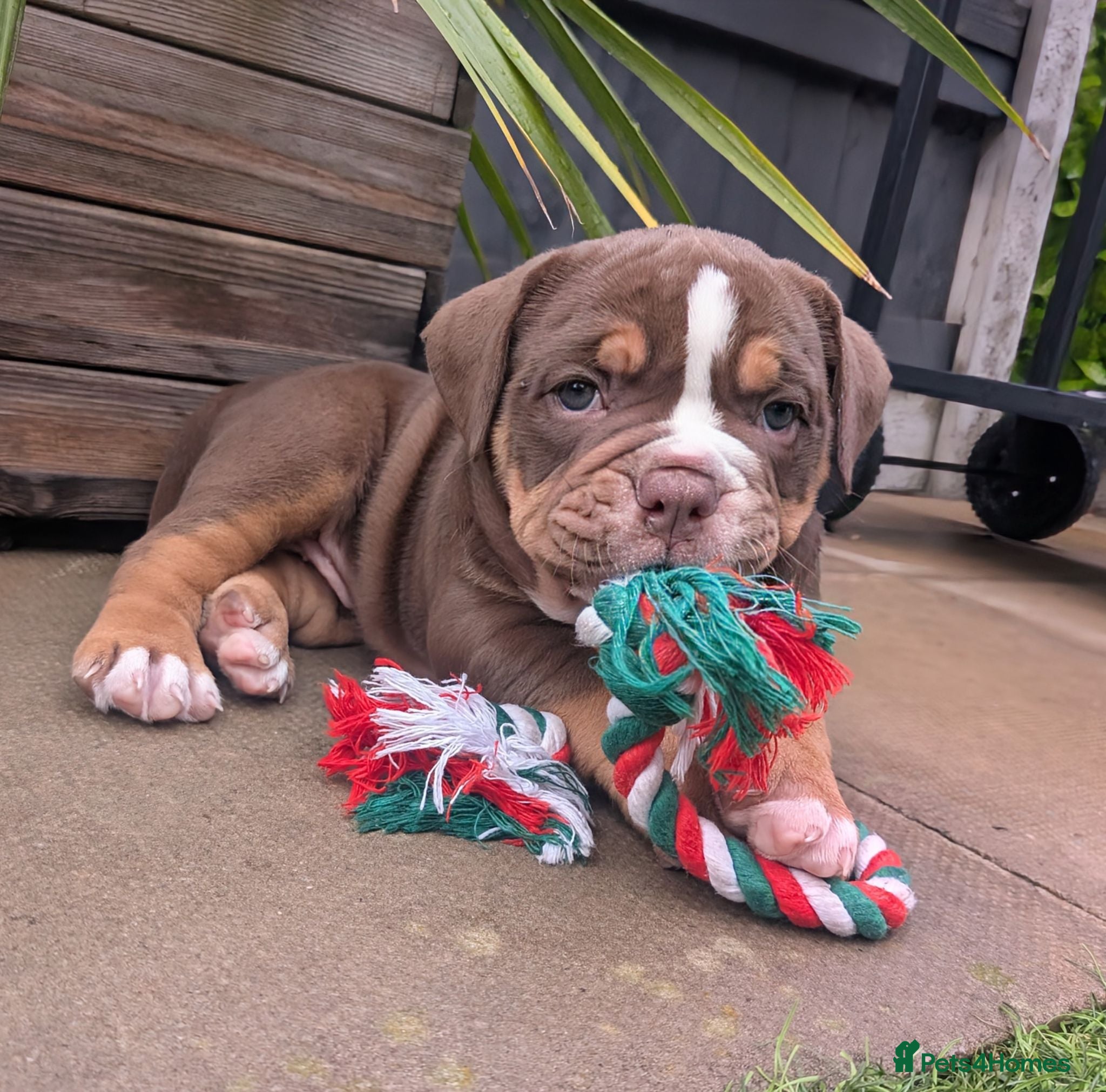 Olde English Bulldogge dogs Impeccable olde English bulldog  - Advert 1