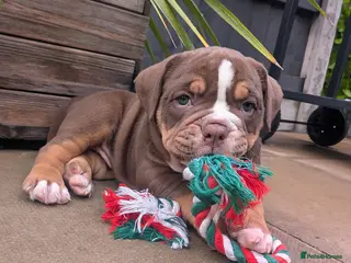 Olde English Bulldogge dogs Impeccable olde English bulldog - Advert 4