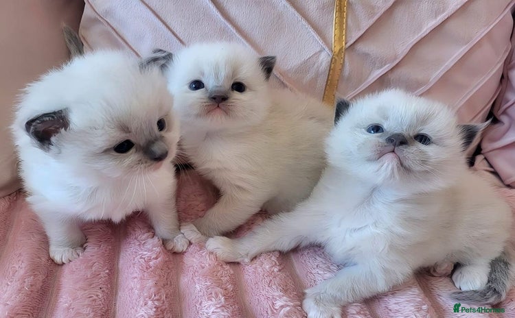 Ragdoll cats - Advert 7