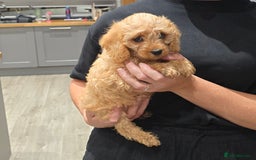 Cavapoochon dogs for sale: Light fox red Cavapoochon puppies - Image 17