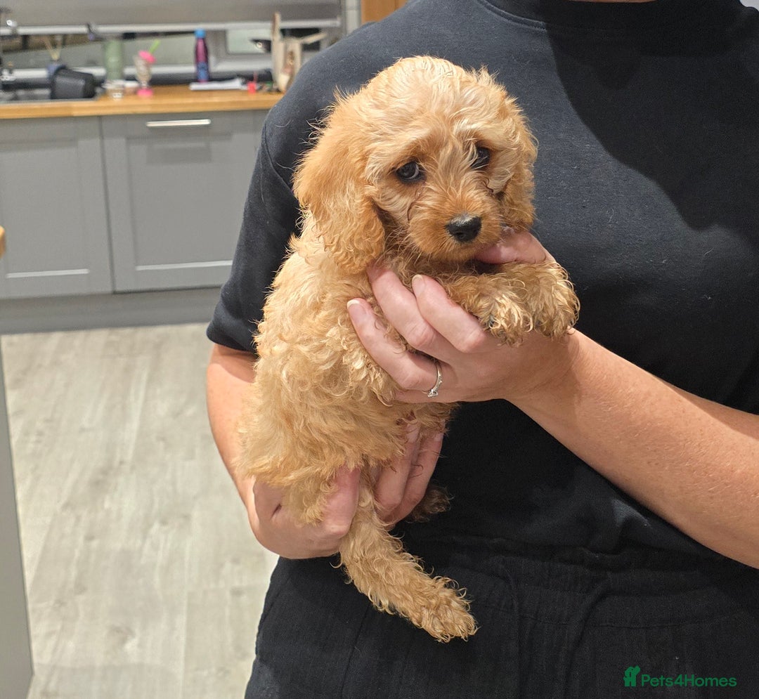 Cavapoochon dogs for sale: Light fox red Cavapoochon puppies - Image 17