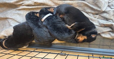Rottweiler dogs - Advert 1
