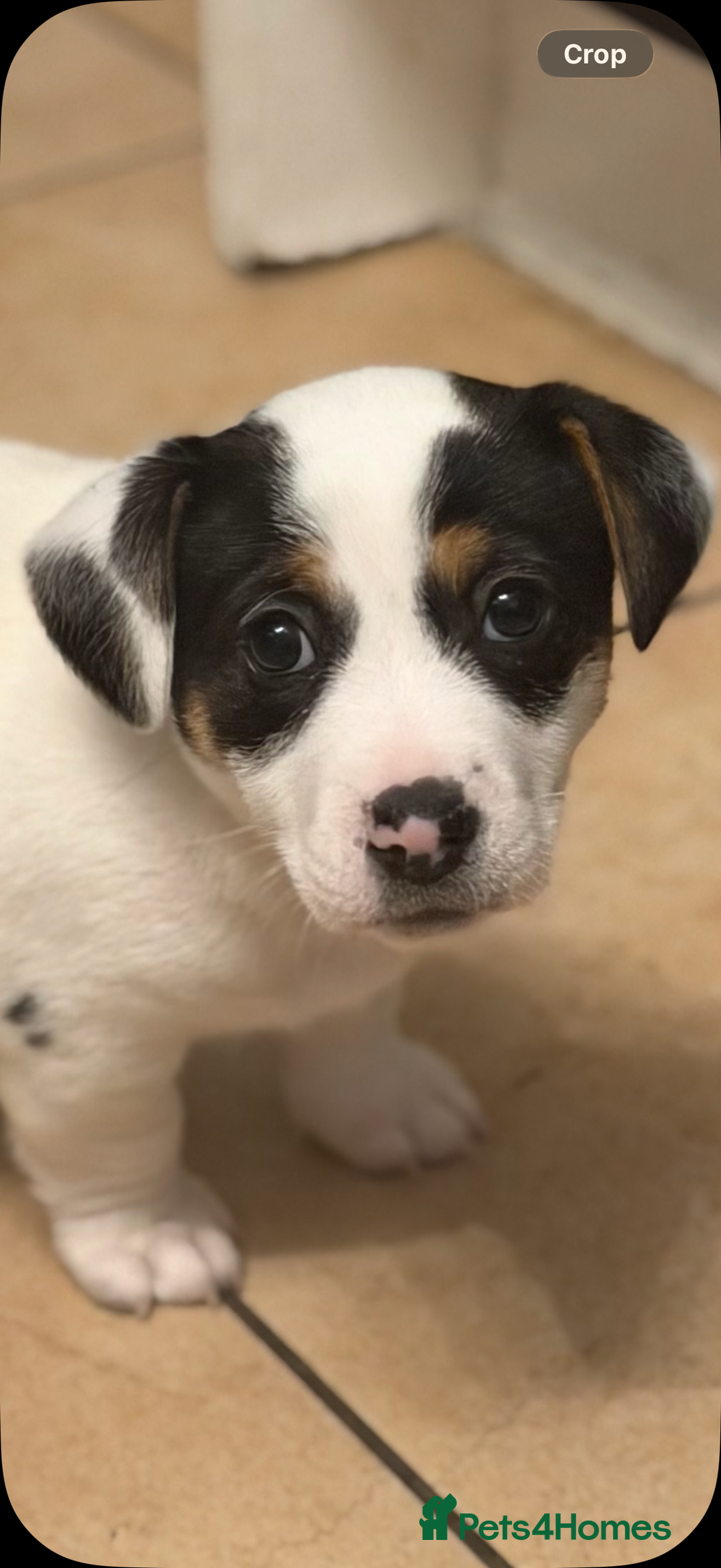 Jack Russell dogs for sale: Male Jack Russell  - Advert 11